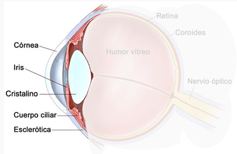 Esquema anatómico del ojo
